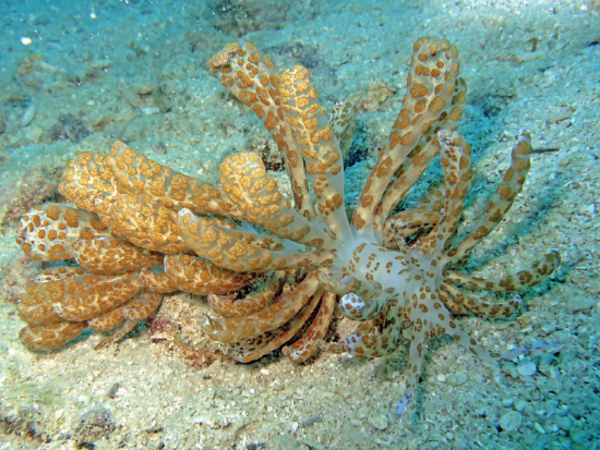  Phyllodesmium longicirrum (Sea Slug)